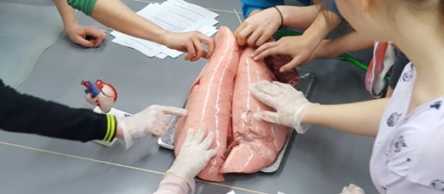 Präparation von Schweinelunge und Schweineherz  im PCB Unterricht