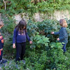 Ernte im Schulgarten